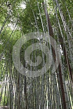 A Grove of Mature Babmboo Trees in Durham, North Carolina, USA