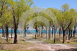 Grove near Issyk-Kul lake shore. Ottuk. Kyrgyzstan