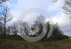 Grove of oak trees in front of sky, mild winter season in Germany at Middlerhine area photo