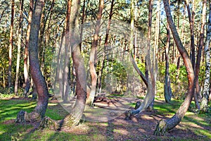 Grove of oddly shaped pine trees in Crooked Forest, Poland