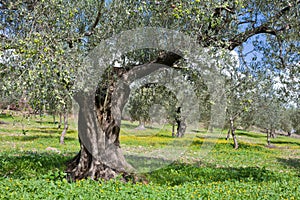 Grove of Olive Trees