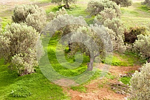 Grove of Olive Trees