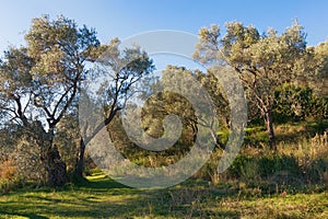 Grove of olive trees