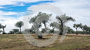 Grove of olive trees