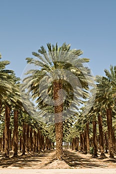 Grove of Palm Trees