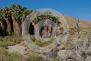 Grove of Palm Trees at Coachella Valley Preserve