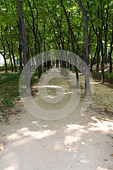 Grove Path Background