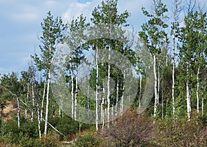 Grove of Quaking Aspen Trees photo