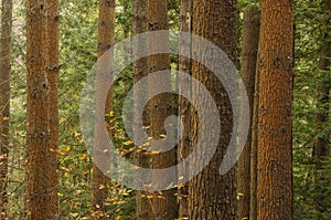 A grove of Scotch Pines, Pinus sylvestris, Five Rivers Environmental Center, Delmar, New York, USA