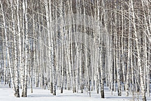 Grove of silver birches