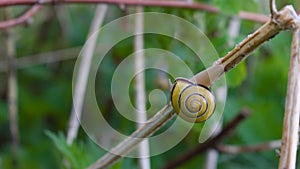 A grove snail with beautiful shell sitting at the dry grass