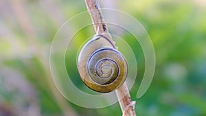 A grove snail with beautiful shell sitting at the dry grass.