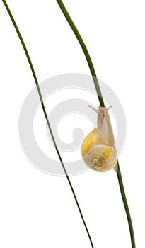 Grove snail or Brown-lipped snail, without dark bandings in front of white background