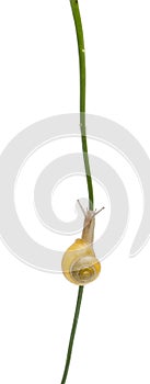 Grove snail or Brown-lipped snail, without dark bandings in front of white background