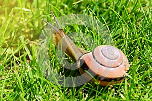 Grove snail or brown-lipped snail, Cepaea nemoralis, sliding through fresh green grass.