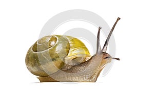 Grove snail or brown-lipped snail, Cepaea nemoralis