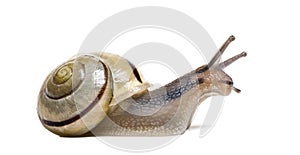 Grove snail or brown-lipped snail, Cepaea nemoralis