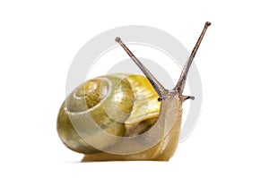 Grove snail or brown-lipped snail, Cepaea nemoralis