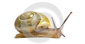 Grove snail or brown-lipped snail, Cepaea nemoralis