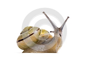 Grove snail or brown-lipped snail, Cepaea nemoralis