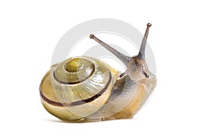 Grove snail or brown-lipped snail, Cepaea nemoralis