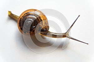 Grove snail or brown-lipped snail, Cepaea nemoralis, in front of white background