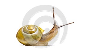 Grove snail or brown-lipped snail, Cepaea nemoralis