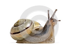 Grove snail or brown-lipped snail, Cepaea nemoralis photo