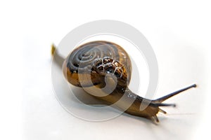 Grove snail or brown-lipped snail, Cepaea nemoralis, in front of white background