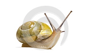 Grove snail or brown-lipped snail, Cepaea nemoralis photo