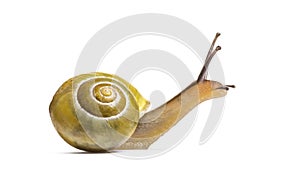 Grove snail or brown-lipped snail, Cepaea nemoralis