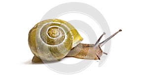 Grove snail or brown-lipped snail, Cepaea nemoralis