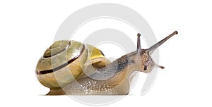 Grove snail or brown-lipped snail, Cepaea nemoralis