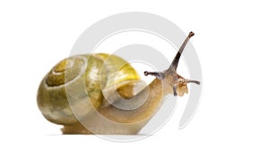 Grove snail or brown-lipped snail, Cepaea nemoralis photo