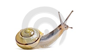Grove snail or brown-lipped snail, Cepaea nemoralis photo