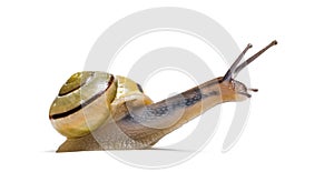 Grove snail or brown-lipped snail, Cepaea nemoralis photo