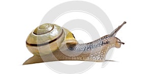 Grove snail or brown-lipped snail, Cepaea nemoralis photo