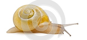 Grove snail or brown-lipped snail without dark bandings, Cepaea nemoralis