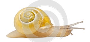 Grove snail or brown-lipped snail without dark bandings, Cepaea nemoralis