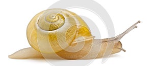 Grove snail or brown-lipped snail without dark bandings, Cepaea nemoralis