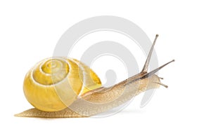 Grove snail or brown-lipped snail without dark bandings, Cepaea nemoralis