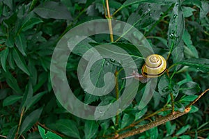 The grove snail, brown-lipped snail or Lemon snail Cepaea nemoralis air-breathing land snail, a terrestrial pulmonate gastropod