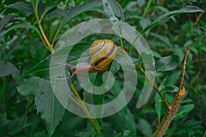 The grove snail, brown-lipped snail or Lemon snail Cepaea nemoralis air-breathing land snail, a terrestrial pulmonate gastropod