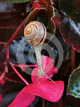 Grove snail - Cepaea nemoralis.