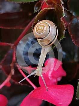 Grove snail - Cepaea nemoralis.