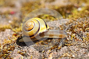 Grove snail  Cepaea nemoralis