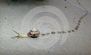 Grove snail (Cepea nemoralis) leaving wet traces