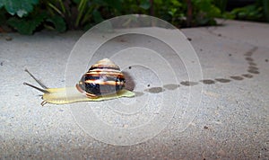 Grove snail (Cepea nemoralis) leaving wet traces