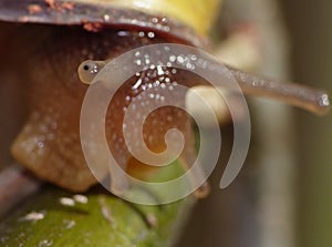 Grove Snail in the Garden - Close Up