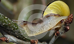Grove Snail in the Garden - Close Up